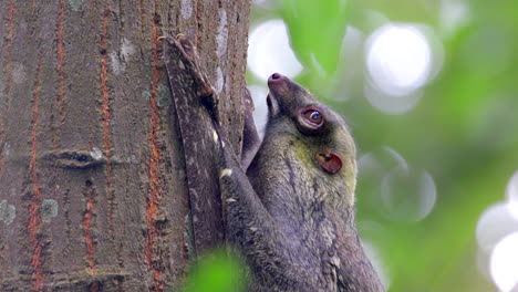 Colugo,-Auch-Bekannt-Als-Fliegender-Lemur,-Klammert-Sich-An-Einem-Windigen-Tag-An-Einen-Baum-In-Einem-Kleinen-Naturpark-In-Singapur---Seitenansicht,-Nahaufnahme