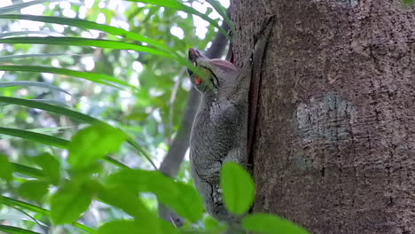 Colugo-Or-Flying-Lemur-Clinging-On-A-Tree-Trunk-In-A-Small-Nature-Park-In-Singapore---Side-View-Full-Body-Shot