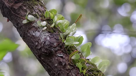Lederblattfarnpflanzen,-Die-Auf-Einem-Baumast-Im-Naturpark-In-Singapur-Wachsen---Schwenkaufnahme