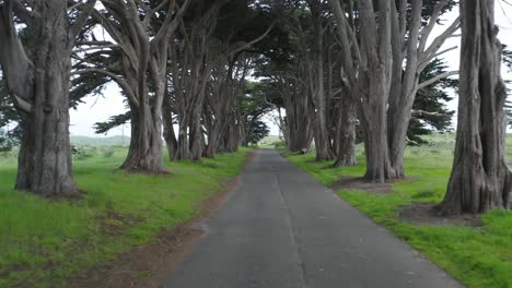 Flying-through-the-Point-Reyes-Monterey-Cypress-Tree-Tunnel-in-Northern-California,-USA
