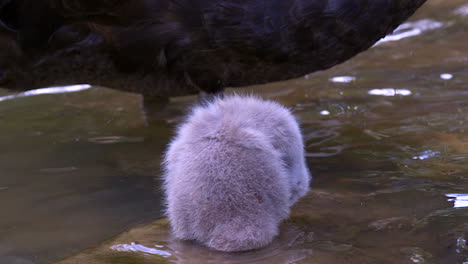 Back-View-Of-A-Cygnet-Preening-Itself-In-The-Clear-River-Water-In-Slow-Motion---Closeup-Shot