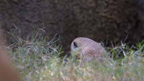 A-lone-Meerkat-sitting-on-the-ground,-grooming-and-cleaning-his-fur-behind-tall-grass---Close-up