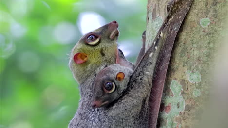 Closer-Look-At-A-Colugo-Clinging-On-A-Tree-With-Its-Baby-In-A-Small-Nature-Park-In-Singapore---Side-View-Closeup-Shot