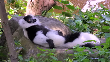Schwarz-weißer-Gekräuselter-Lemur,-Der-Auf-Dem-Rücken-Auf-Einem-Großen-Felsen-Nahe-Dem-Wasser-In-Singapur-Liegt---Nahaufnahmeaufnahme