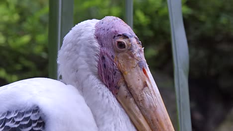 Closeup-View-Of-A-Painted-Stork-At-The-Zoo-With-Blurry-Background---Closeup-Shot