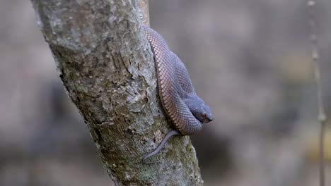 Close-Up-Of-A-Venomous-Juvenile-Shore-Pit-Viper-Resting-On-A-Tree-In-Singapore---Close-Up-Shot