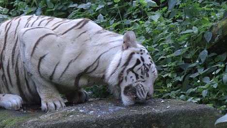 Ein-Weißer-Tiger,-Der-Frischen-Fisch-Auf-Dem-Felsen-In-Der-Nähe-Der-Grünen-Pflanzen-Im-Zoo-Isst---Nahaufnahme