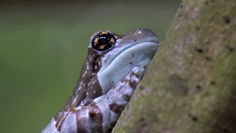 Amazon-Milk-frog-breathing,-half-body-side-view,-close-up-shot