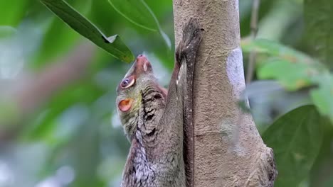 Colugo,-Auch-Bekannt-Als-Fliegender-Lemur,-Blickt-Nach-Oben,-Während-Er-Sich-An-Einem-Kleinen-Baumstamm-In-Einem-Naturpark-In-Singapur-Festklammert---Halbkörper-Seitenaufnahme