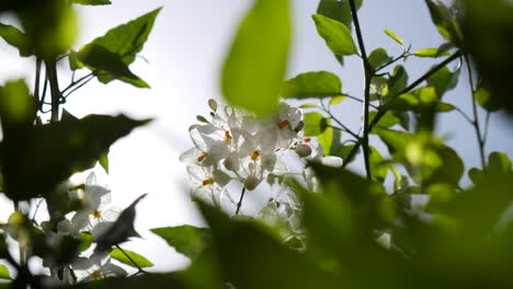 Cinematic-pan-of-white-flowers-in-sun