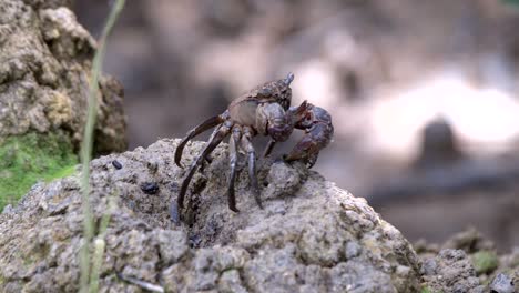Tree-climbing-crab-moving-slowly-in-mud-mound-in-a-mangrove-area-in-Singapore---full-body-side-view-shot