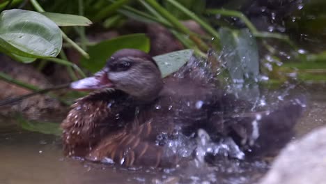 Spotted-Whistling-Duck-Bathing-Itself-And-Preening-Its-Feather-While-Floating-In-A-Pond---Closeup-Shot
