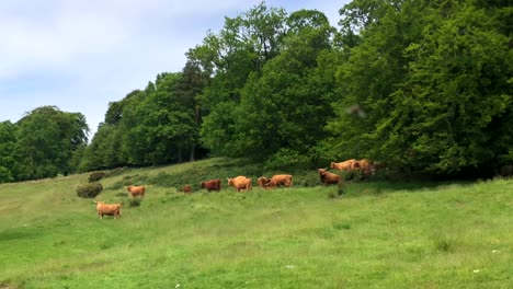 A-herd-of-Highland-cattle-with-calves-roaming-over-a-Scottish-hillside-in-summer