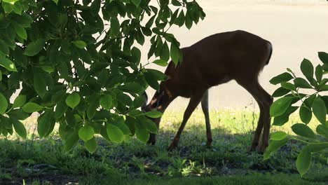 Blacktail-Deer-eating-in-the-shadows-of-a-Magnolia-Tree-in-the-backyard-in-Astoria-Oregon-in-June