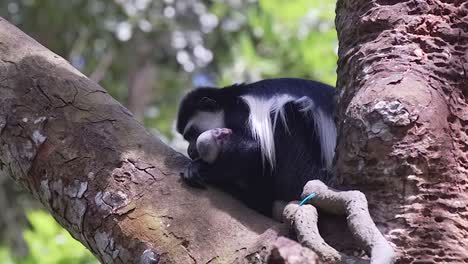 Black-and-white-colobus-monkey-family-sleeping-on-tree,-fixed-shot
