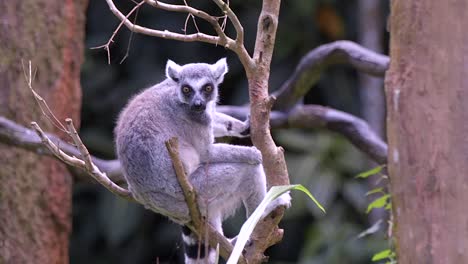A-Ring-tail-Lemur-is-resting-on-a-tree-branch-looking-around-in-a-forest-environment