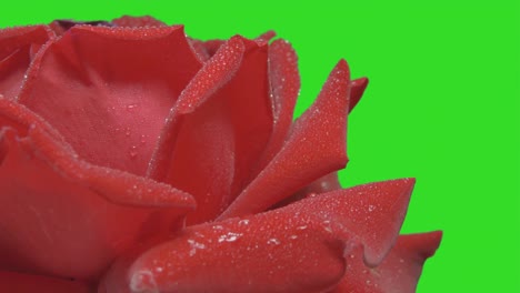 Close-Up-Of-Red-Rose-With-Water-Drops-Rotating-On-Green-Screen-Background