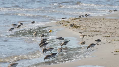 A-Flock-Of-Dunlin-Birds-Hunting-Food-At-The-Shore---Wide-Shot