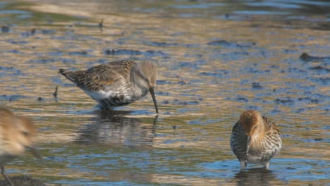 Group-Of-Dunlins-Hunting-For-Food-At-The-Shore-Then-Runs-Away---Close-Up-Shot