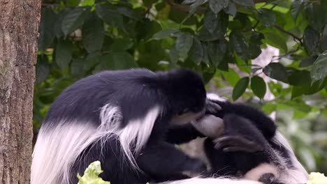 Zwei-Schwarz-weiße-Colobus-Affen-Kämpfen-Auf-Dem-Waldboden-Und-Einer-Von-Ihnen-Trägt-Ein-Neugeborenes-Baby