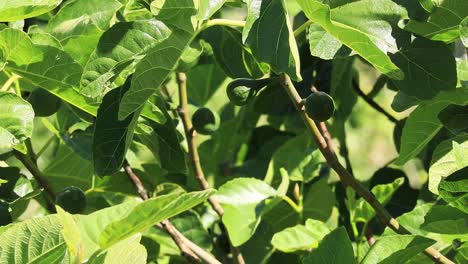 Close-up-of-three-green-figs-on-a-branch-of-an-Oregon-Fig-Tree-in-June