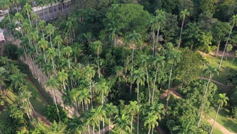 Aerial-View-Of-Tall-Palm-Trees-In-Lush-Tropical-Botanical-Garden,-Rio-De-Janeiro
