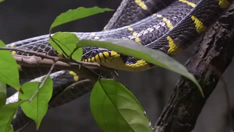 Mangrove-snake-is-moving-through-a-tree-with-leaves-and-other-snakes,-slow-mo-footage