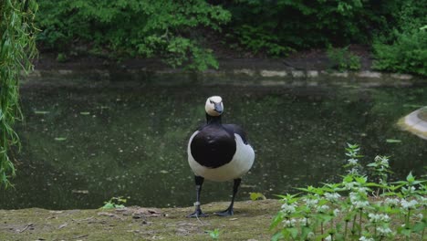 Ringed-Bernacle-Goose-in-Kaunas-Zoo