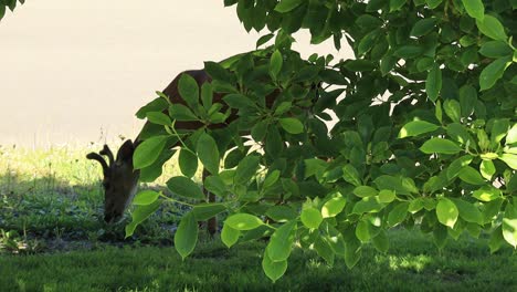 Blacktail-Deer-behind-a-Magnolia-Tree-in-the-backyard-in-Astoria-Oregon-in-June
