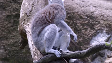 Ring-tailed-Lemur-Grooming-Itself-While-Sitting-On-A-Tree-Branch