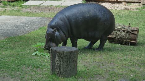 Common-Hippopotamus-Eats-Green-Leaves-From-Broken-Tree-Branch-2