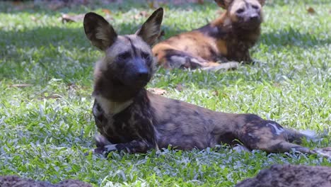 African-painted-dogs-lying-and-stretching-on-a-meadow,-slow-mo-clip
