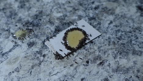 Ants-eating-poison-on-counter-on-white-cardboard-closeup-lots-of-ants-top-view