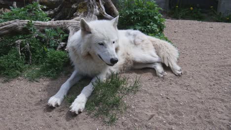 Lobo-Polar-Blanco-En-El-Parque-Zoológico-De-Kaunas
