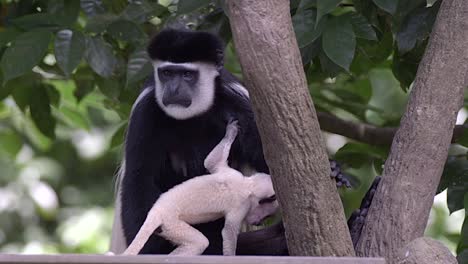 A-baby-of-black-and-white-colobus-monkey-is-playing-with-an-adult-on-a-tree,-forest-environment