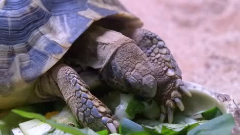Indian-Star-Tortoise-Enjoy-On-Eating-Fruits