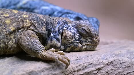 Two-spiny-tailed-lizards-are-sleeping-on-a-rock,-eye-level-shot