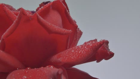 Close-Up-Of-Red-Rose-With-Water-Drops-Rotating-On-Gray-Background
