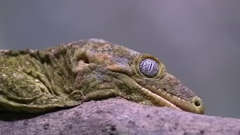 Close-up-View-Of-New-Caledonia-Giant-Gecko,-Rhacodactylus-Leachianus-Resting-On-A-Tree-Branch