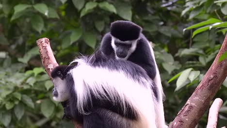 Two-black-and-white-colobus-monkeys-are-grooming-each-other-on-a-tree-branch
