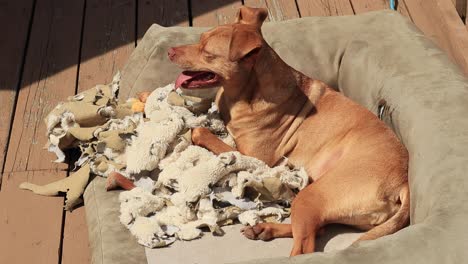 Terrier-in-dog-bed-with-ripped-blanket-and-toys-on-a-deck-in-the-sun-smiling-and-happy-panting