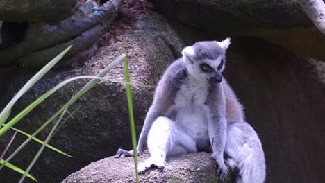 Ring-tailed-Lemur-Sitting-And-Resting-On-A-Rock
