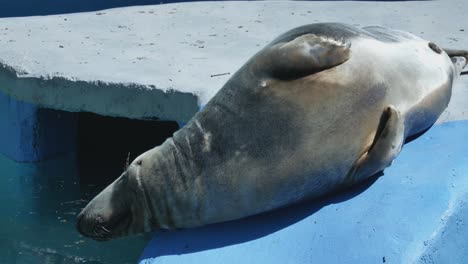 The-Gray-Seal-Lies-in-the-Blue-Pool-at-Kaunas-Zoo