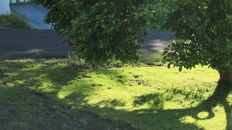 Hirsche-Essen-Unter-Einem-Magnolienbaum-Im-Hinterhof-In-Astoria-Oregon-Im-Sonnigen-Juni