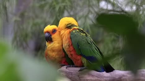 Pair-of-loving-Jandaya-Parakeet-,-slight-sliding-shot