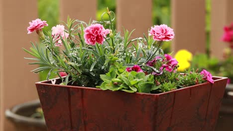 Geraniums-on-deck-on-a-rainy-day-showing-wooden-deck-and-planter-with-pink-flowers-and-raindrops
