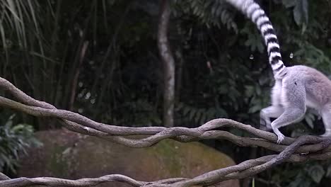 Single-Ring-Tail-Lemur-überquert-Waldreben