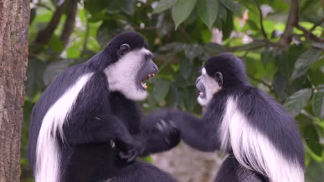 A-pair-of-black-and-white-colobus-monkey-is-fighting-in-the-forest,-slow-mo-footage