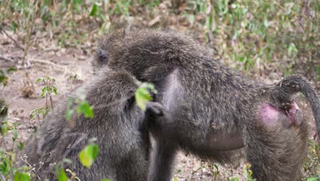 Baboon-monkey-looking-for-Fleas-and-ticks-in-African-savanna,-Tanzania