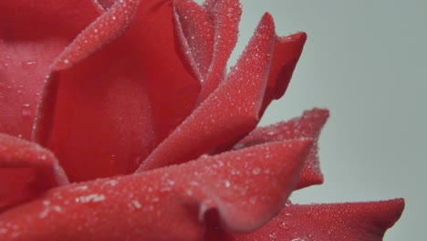Red-Rose-With-Water-Drops-Fast-Rotating-On-Gray-Background